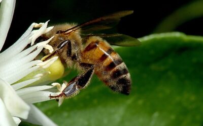 Az ózon használata a méhészetben 1. rész