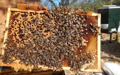 Az ózon használata a méhészetben 2. rész
